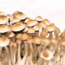 Стерильные отпечатки гриба Cubensis Mexican