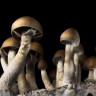 Споровый отпечаток Cubensis Mexican