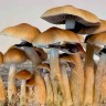 Споры гриба Cubensis Pink Buffalo