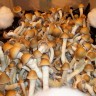 Стерильные отпечатки Cubensis Pink Buffalo