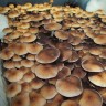 Качественные отпечатки грибо Cubensis Pink Buffalo