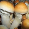 Споровые отпечатки Cubensis Pink Buffalo