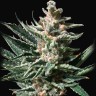 CBG Critical