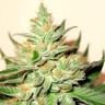 CBD White Widow
