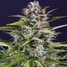 Заказать семена конопли Gorilla Zkittlez
