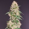 CBD Grapefruit