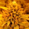 Pineapple Chunk