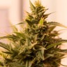 Pineapple Chunk