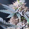 Tropicana Cookies
