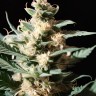 Tropicana Cookies