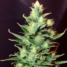 CBD Critical Mass
