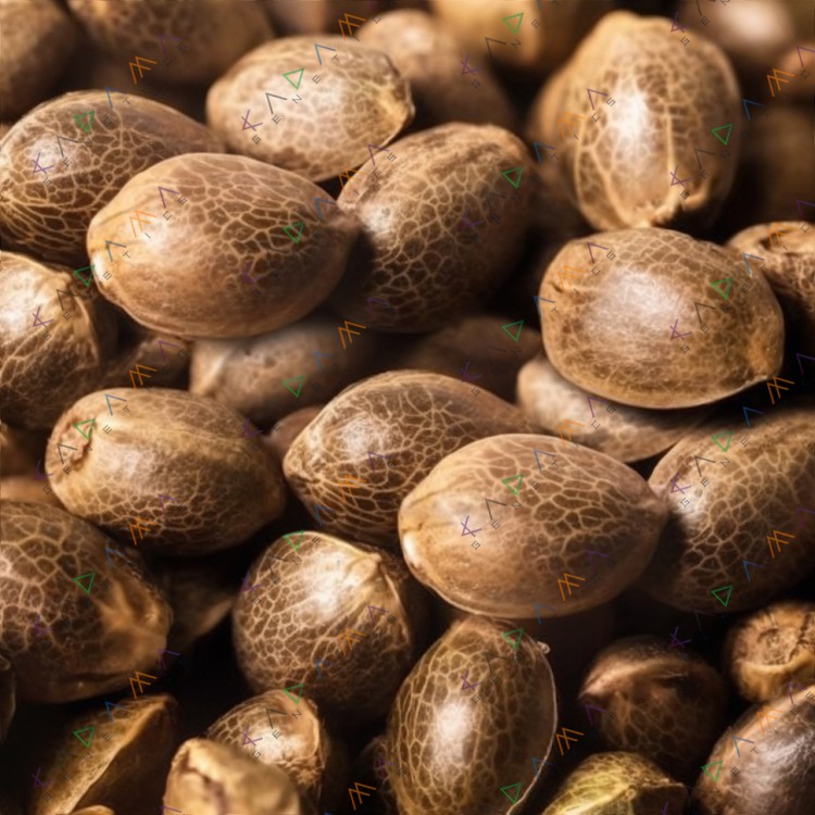 Trainwreck