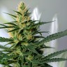 AK-47 