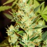Amnesia Haze