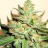 Amnesia Haze