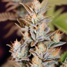 Amnesia Haze
