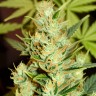 Amnesia Haze