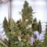 Amnesia Lemon