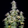 Купить семена Big Bud