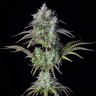 Недорогие семена каннабиса Big Bud