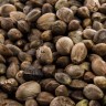 Семена каннабиса Biscotti Mintz