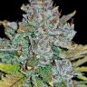 Blue Dream купить семена