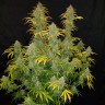 Auto Blue Dream заказать семена