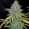 Заказать Auto Blue Dream семена оптом