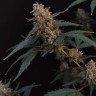 Семена Auto Bubblegum заказать
