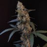 Семена Auto Bubblegum купить