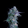 Заказать семена Chocolope