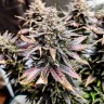 Семена каннабиса Auto Hindu Kush с доставкой