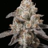 Заказать семена каннабиса Auto Lavender