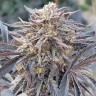 Семена каннабиса Auto Lavender