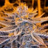 Качественные семена Auto Lavender