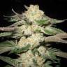 Заказать семена Auto Lavender
