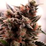 Gorilla Cookies