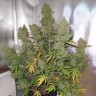 Granddaddy Purple