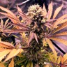Granddaddy Purple