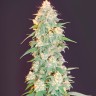 Grapefruit