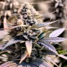 Master Kush