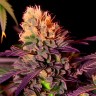 Mimosa x Orange Punch