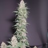 Sage 'n Sour