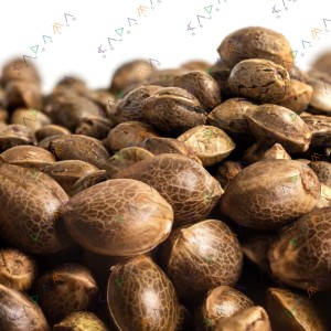 Somango Haze