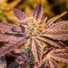 Purple Kush