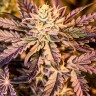 Purple Kush