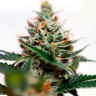 CBD Amnesia