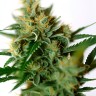 CBD Amnesia