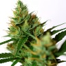 CBD Amnesia
