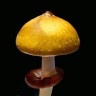 Споры грибов Cubensis Jedi Mind Fuck